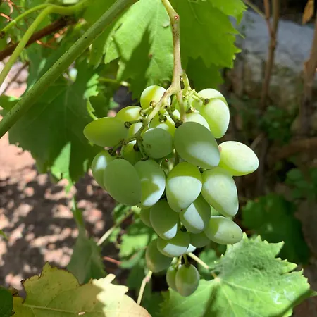 Casa Blu Vendégház