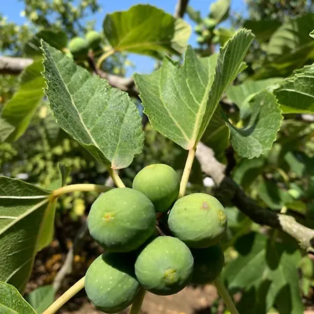 Vendégház Casa Blu